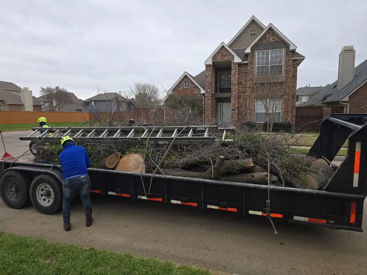 Expert Tree Removal with proper safety equipment in Hardin